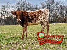 DFF Wonderful Foxanne