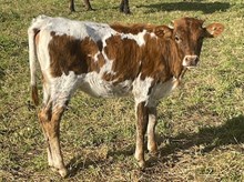 Hubbell's Jeremiah 29:11 x LLL Miss Kitty