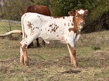 DFF Wonderful Mariah